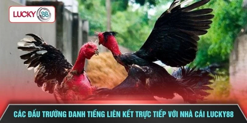 Các đấu trường danh tiếng liên kết trực tiếp với nhà cái LUCKY88